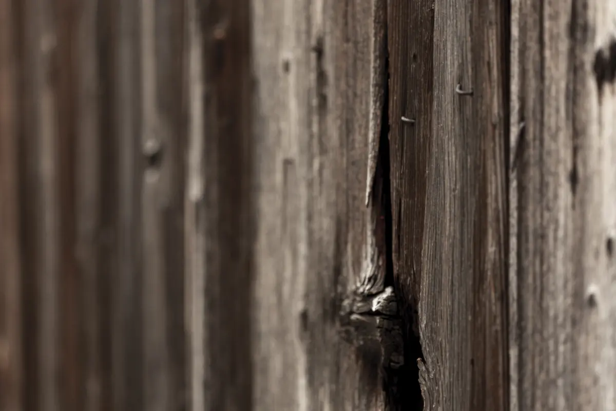 Termite Control | Residential | Boss Pest Control | Port St. Lucie FL