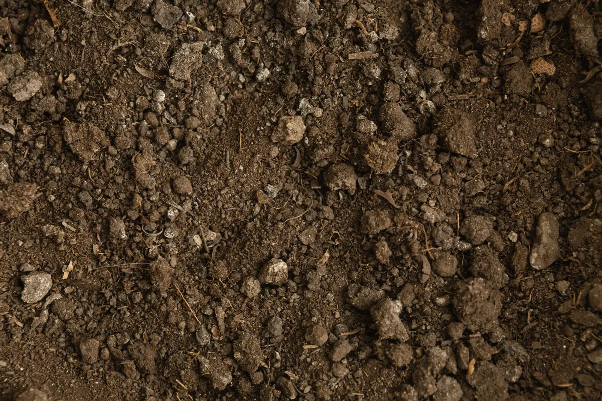 Services Termite Control Img 4 Boss Pest Control Fl