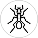 Icon Ant