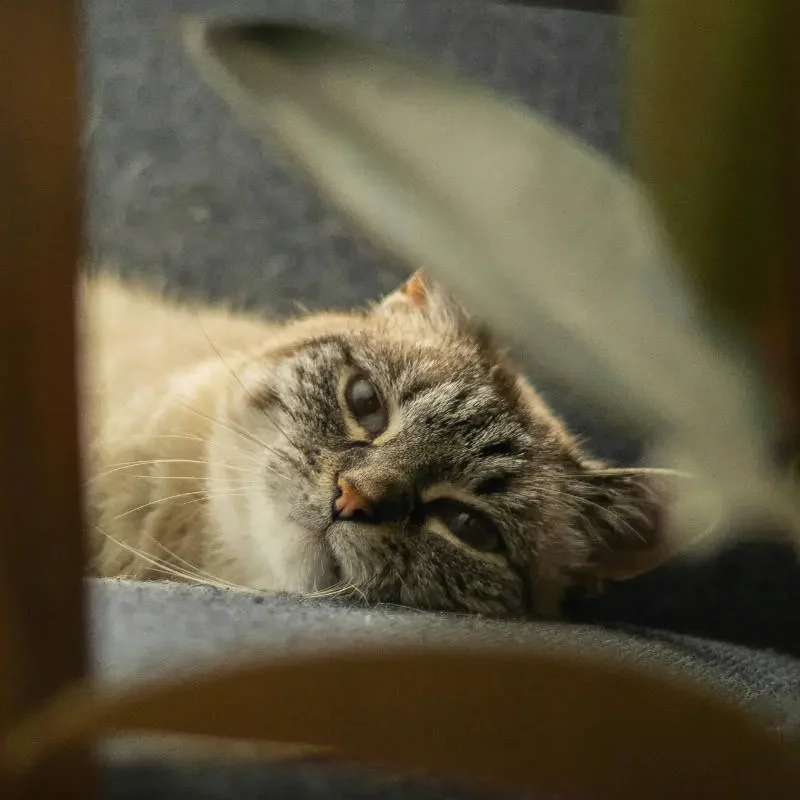 Flea Control | Residential | Boss Pest Control | Port St. Lucie FL