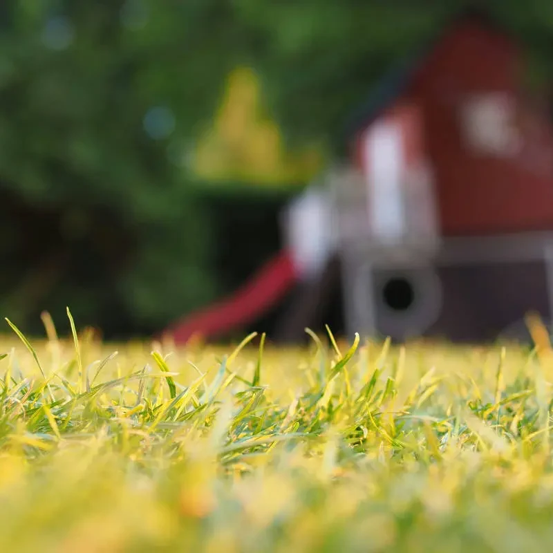 Mosquito Control | Residential | Boss Pest Control | Port St. Lucie FL